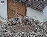 Capi_Dubne_20260818_110503.jpg