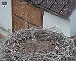 Capi_Dubne_20260818_111003.jpg