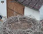 Capi_Dubne_20260818_111504.jpg