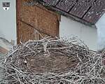 Capi_Dubne_20260818_113503.jpg
