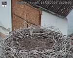 Capi_Dubne_20260818_152003.jpg