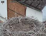 Capi_Dubne_20260818_165503.jpg