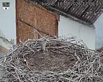 Capi_Dubne_20260818_170003.jpg