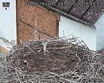 Capi_Dubne_20260818_194503.jpg