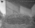 Capi_Dubne_20260818_204003.jpg