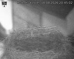 Capi_Dubne_20260818_204502.jpg