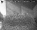Capi_Dubne_20260818_205502.jpg