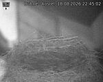 Capi_Dubne_20260818_224502.jpg