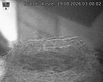 Capi_Dubne_20260819_030002.jpg