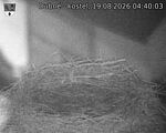 Capi_Dubne_20260819_044003.jpg