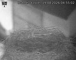 Capi_Dubne_20260819_045502.jpg