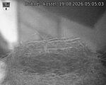 Capi_Dubne_20260819_050503.jpg