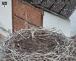Capi_Dubne_20260819_060002.jpg