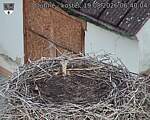Capi_Dubne_20260819_064004.jpg