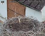 Capi_Dubne_20260819_064504.jpg