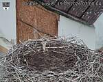Capi_Dubne_20260819_070004.jpg