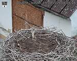 Capi_Dubne_20260819_080504.jpg