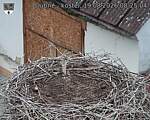 Capi_Dubne_20260819_082504.jpg