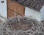 Capi_Dubne_20260819_100003.jpg