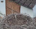 Capi_Dubne_20260819_100503.jpg