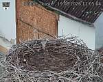 Capi_Dubne_20260819_110504.jpg