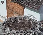 Capi_Dubne_20260819_113003.jpg