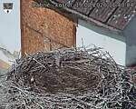 Capi_Dubne_20260819_114004.jpg
