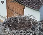 Capi_Dubne_20260819_114504.jpg