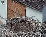 Capi_Dubne_20260819_115003.jpg