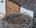Capi_Dubne_20260819_123503.jpg