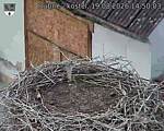 Capi_Dubne_20260819_145003.jpg