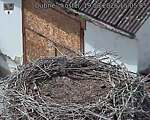 Capi_Dubne_20260819_150505.jpg