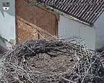Capi_Dubne_20260819_154003.jpg