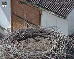 Capi_Dubne_20260819_160003.jpg