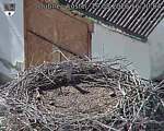 Capi_Dubne_20260819_162004.jpg