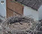 Capi_Dubne_20260819_162504.jpg