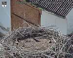 Capi_Dubne_20260819_163004.jpg