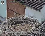 Capi_Dubne_20260819_163507.jpg
