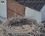 Capi_Dubne_20260819_175003.jpg