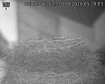 Capi_Dubne_20260820_051003.jpg
