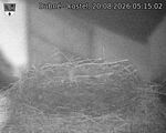 Capi_Dubne_20260820_051502.jpg