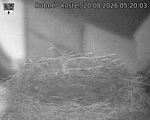 Capi_Dubne_20260820_052003.jpg