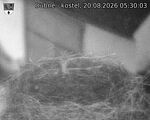Capi_Dubne_20260820_053003.jpg