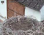 Capi_Dubne_20260820_060004.jpg