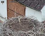 Capi_Dubne_20260820_061503.jpg