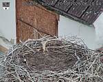 Capi_Dubne_20260820_062004.jpg