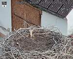 Capi_Dubne_20260820_062503.jpg