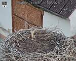 Capi_Dubne_20260820_063003.jpg