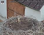 Capi_Dubne_20260820_064004.jpg