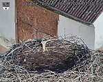Capi_Dubne_20260820_073003.jpg
